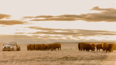 Preventing cattle health issues through proactive nutrition